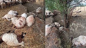 Yıldırım isabet eden 40 koyun öldü