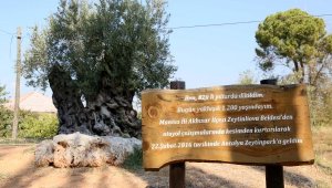 1204 yaşındaki zeytin ağacı meyve veriyor