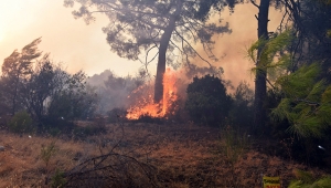 Adrasan'da 60 hektar kül oldu