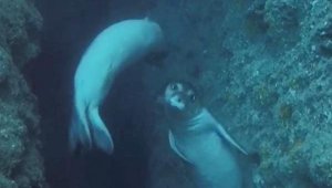 Akdeniz foklarının 'aşk dansı'