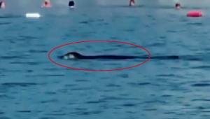 Akdeniz foku, Antalya'da turistlerle yüzdü