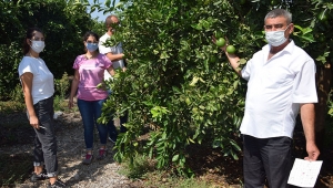 Akdeniz meyve sineğine sıkı takip