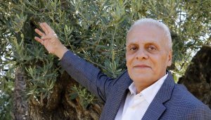 Akdeniz'de zeytinin 'yok yılı'