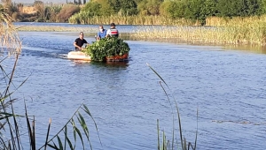 Aksu Çayı'na kenevir baskını