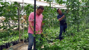 Alanya'da yetiştirip Avrupa'ya satacaklar