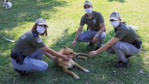 Antalya 'pitbull' ihbarında liste başı