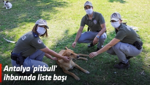 Antalya 'pitbull' ihbarında liste başı
