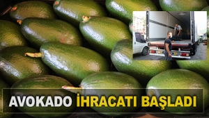 Avokado ihracatı başladı