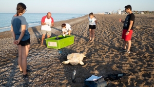 Belek’e caretta caretta  rehabilitasyon merkezi