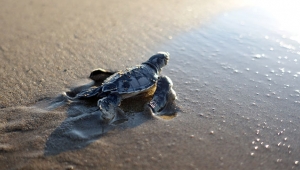 Belek sahili caretta  yuvasında rekor kırdı