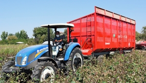 'Beyaz altın'da hasat zamanı