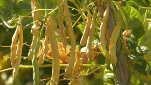 Çandır fasulyesi üretimi 15 kat arttı