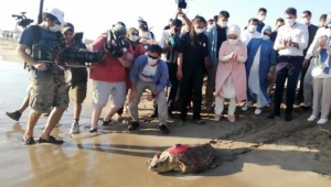 Caretta 'Likya' Libya'ya, 'Patara' Meis'e gitti