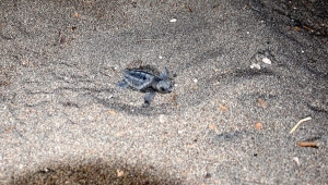 Caretta yavruları denizle buluştu