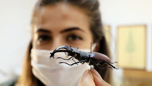 Çizgi filmlerin canavarı geyik böceği, koleksiyonda sergileniyor