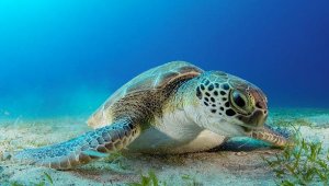 Dalgıçların ilgi odağı kaplumbağa; 'Hürrem'