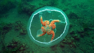 ‘Değdiğinde yakar’