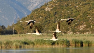 Flamingolar bu yıl erken geldi