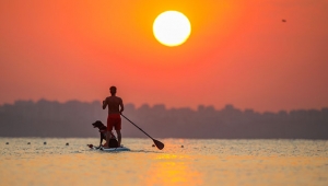 Gün doğumunda  köpeklerle sörf