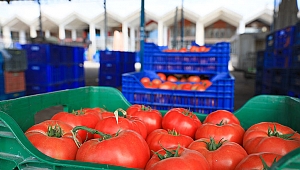 İHRACATTA SEBZE VE MEYVE REKORU