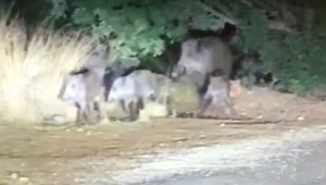 Kaş ve Demre merkezinde domuz sürüleri görüldü