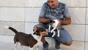 Köpek 'Max', üç yavru kediye annelik yapıyor