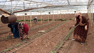 Kumlucu'da domates  fidesi dikimi başladı
