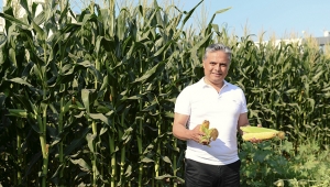 Muratpaşa, mısır hasadını tamamladı