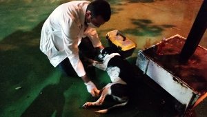 Otomobilin çarptığı köpeğin başından ayrılmadılar