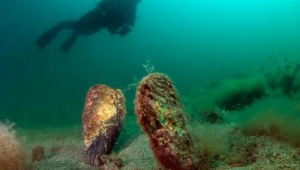 Pinaları öldüren virüs, kıyılarımıza geldi