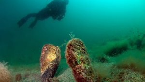 Pinaların başı parazitle belada