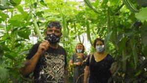 Serada Tayland kabağı üretti