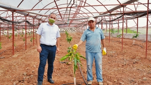 Serasına deneme amaçlı mango dikti