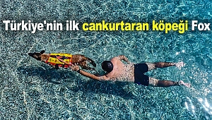 Türkiye'nin ilk cankurtaran köpeği Fox