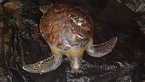 Yaralı caretta caretta kurtarıldı