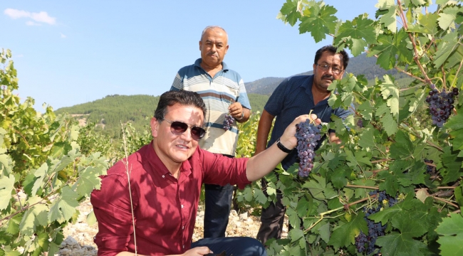 Yazır üzümü markalaşma yolunda