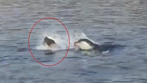 Akdeniz foku kamerada