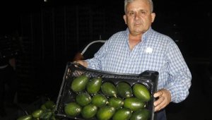 Antalya'dan Rusya'ya 35 bin avokado