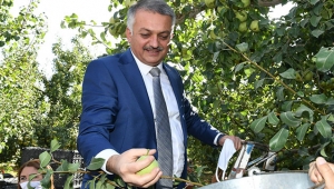 Vali armut hasadını  gerçekleştirdi