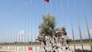 Asırlık zeytinler meyve verdi