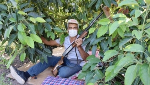 Avokado, hırsızların hedefi oldu