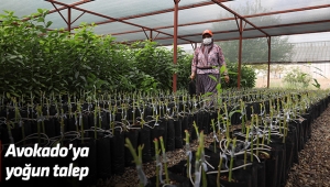 Avokado’ya yoğun talep