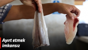 Ayırt etmek imkansız