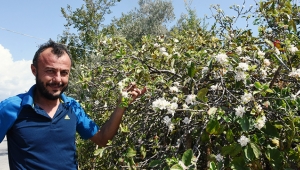 Elma ağacı, ekimde çiçek açtı