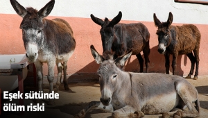 Eşek sütünde ölüm riski