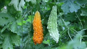 Hastalığı nedeniyle tanıştığı kudret narını üretmeye başladı