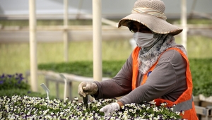 Kışlık çiçekler hazır