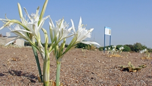 Koparana 73 bin lira ceza kesilecek