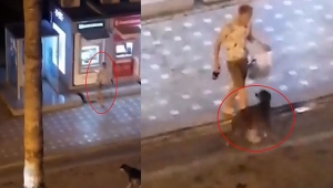 Köpeği ve ATM'yi tekmeledi