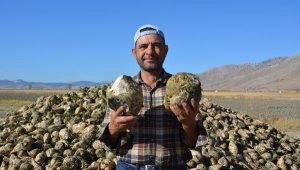 Korkuteli'de şeker pancarı hasadı